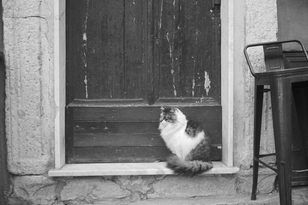 cat