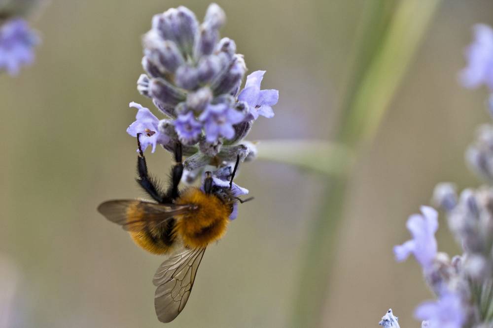 A bumblebee clings to a cluster of purple lavender flowers.