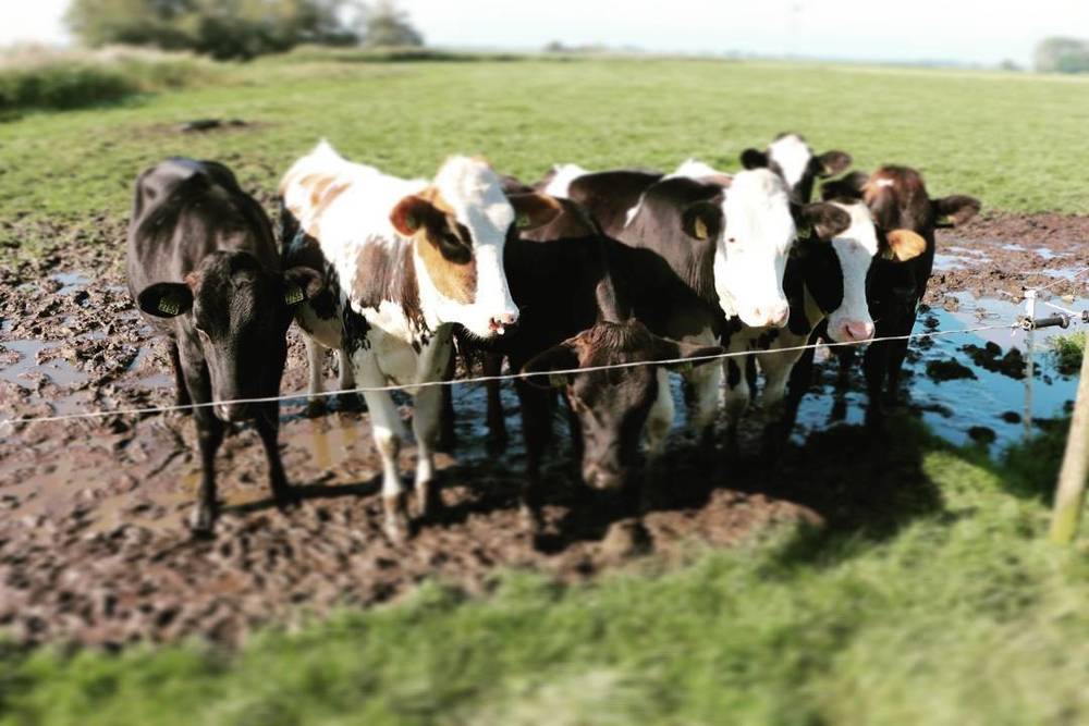A row of young cows standing together in a muddy pasture.
