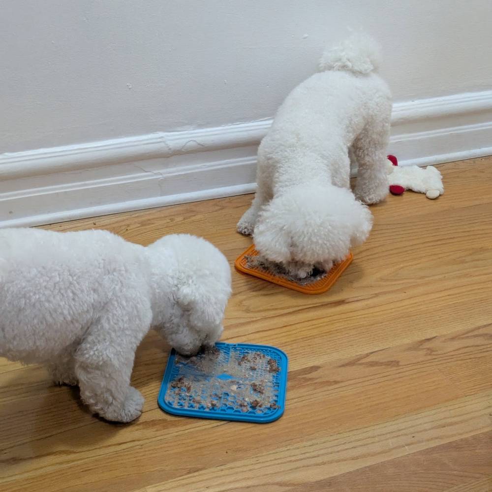 Lunch time lick mats so mommy and daddy can have meetings without us competing for attention 🫣