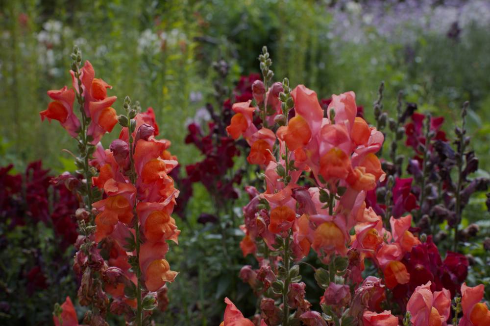 Flowers of the Alhambra