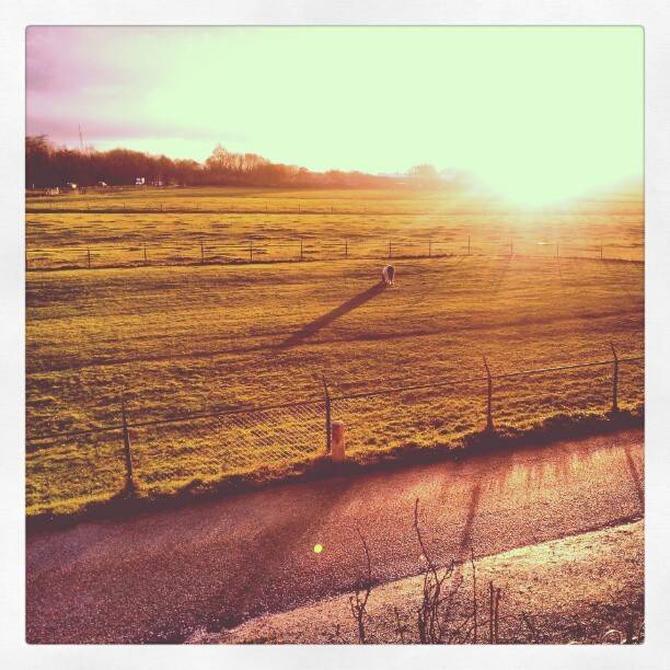A golden sunrise over a frosty field with a fence in the foreground.