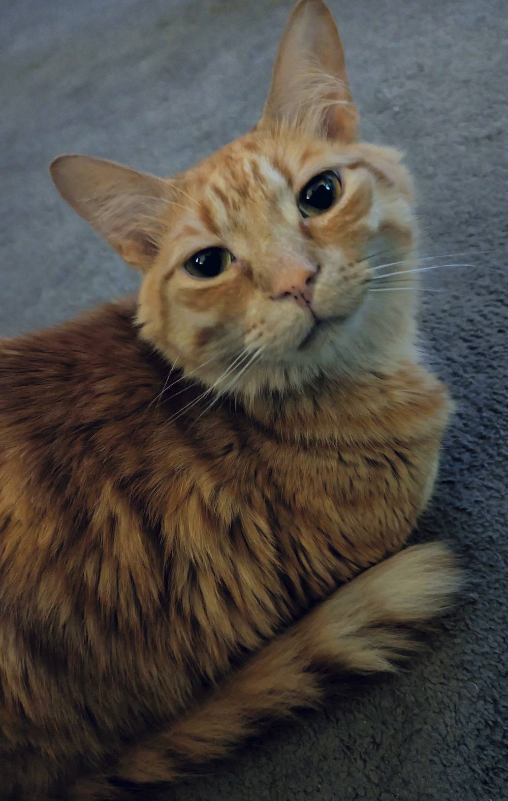 Cinnamon is Baby