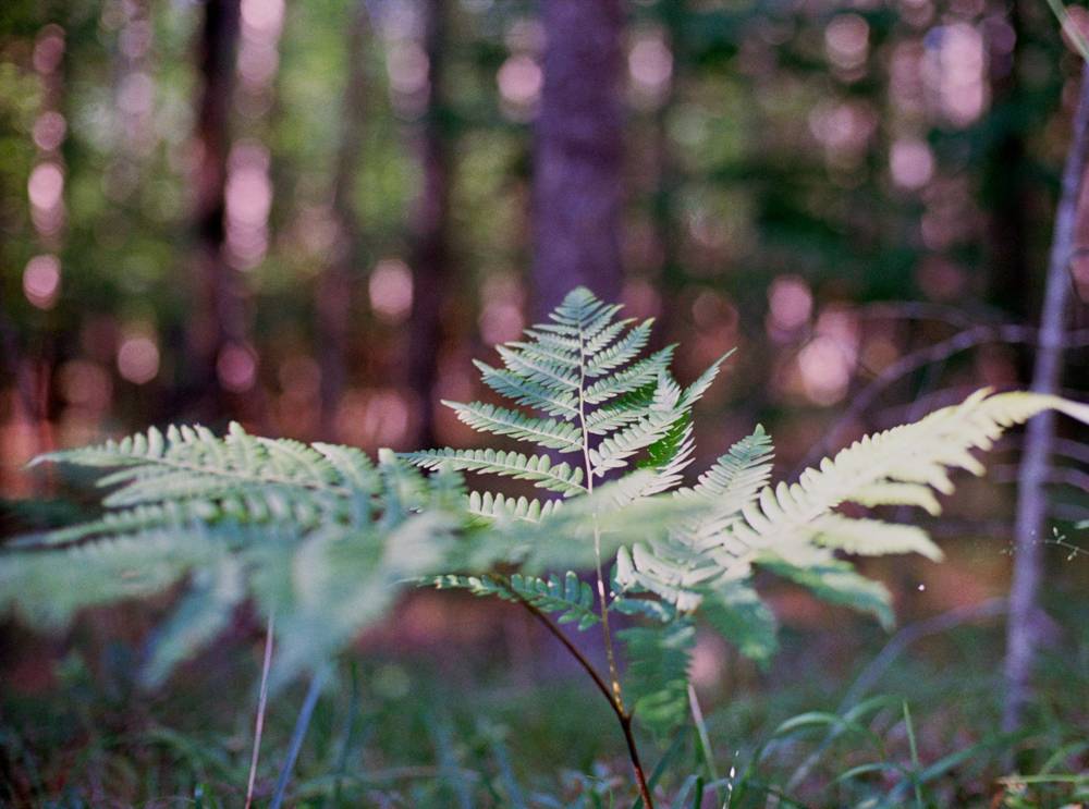 A bright green fern frond is centered in the foreground against a blurred forest background with soft bokeh light spots.