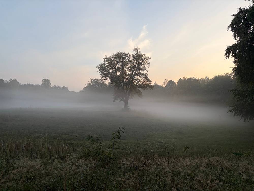 nebel schwabbert am frühen morgen um einen baumim volkspark rehberge