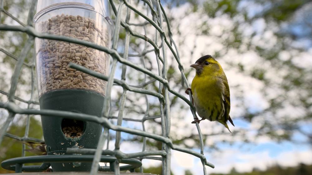 A siskin eyeing the bird feeder