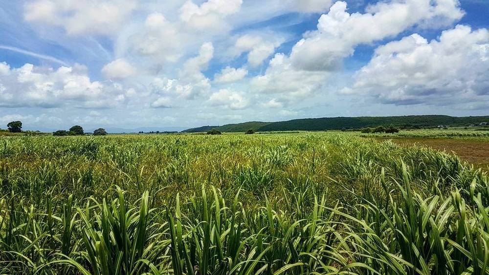 Sugarcane fields in Guadeloupe