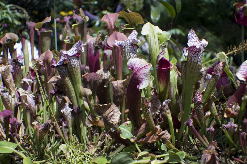 Purple and white mottled pitcher plants close up inside the Cloud Forest dome.
