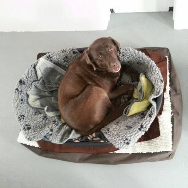 A brown dog curled up asleep in a round dog bed.