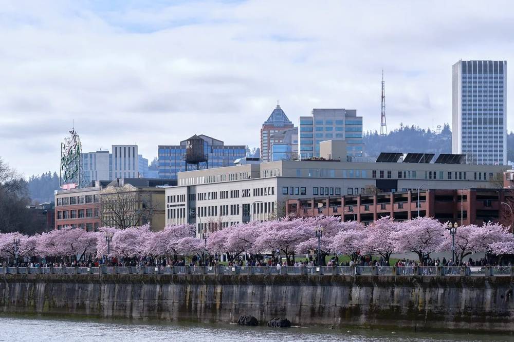 Portland's Cherry Blossoms Frame Urban Skyline