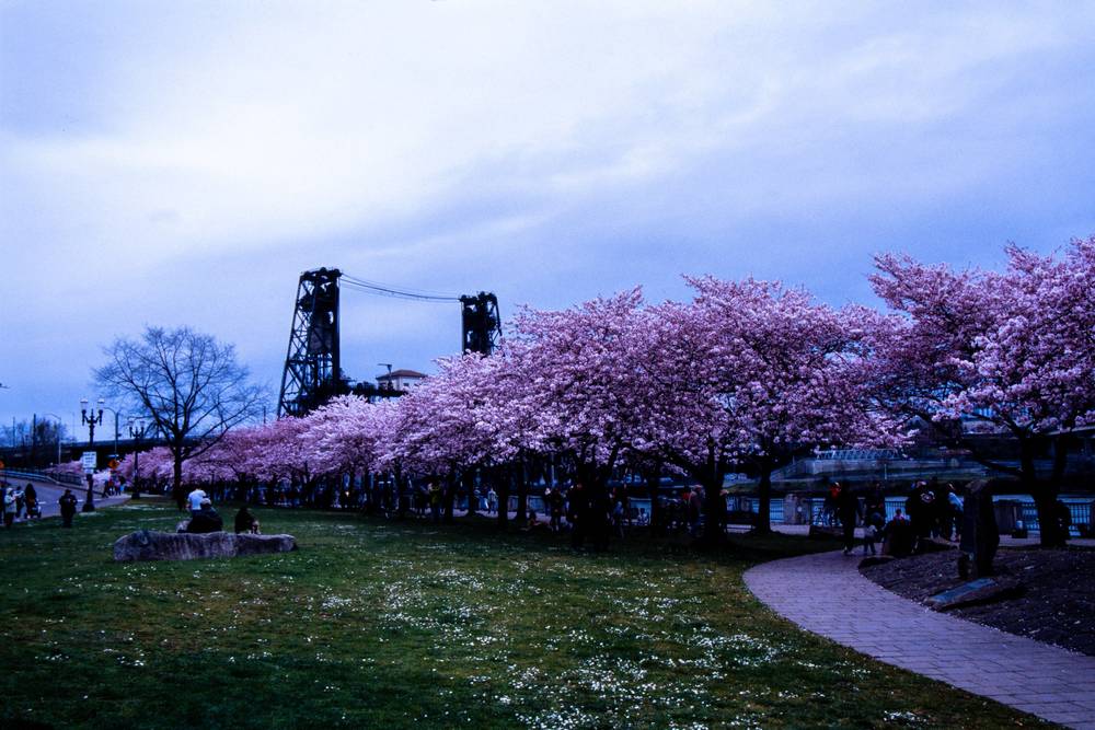 Vibrant cherry blossoms next to a grassy area. Behind them, Portland's Steel bridge