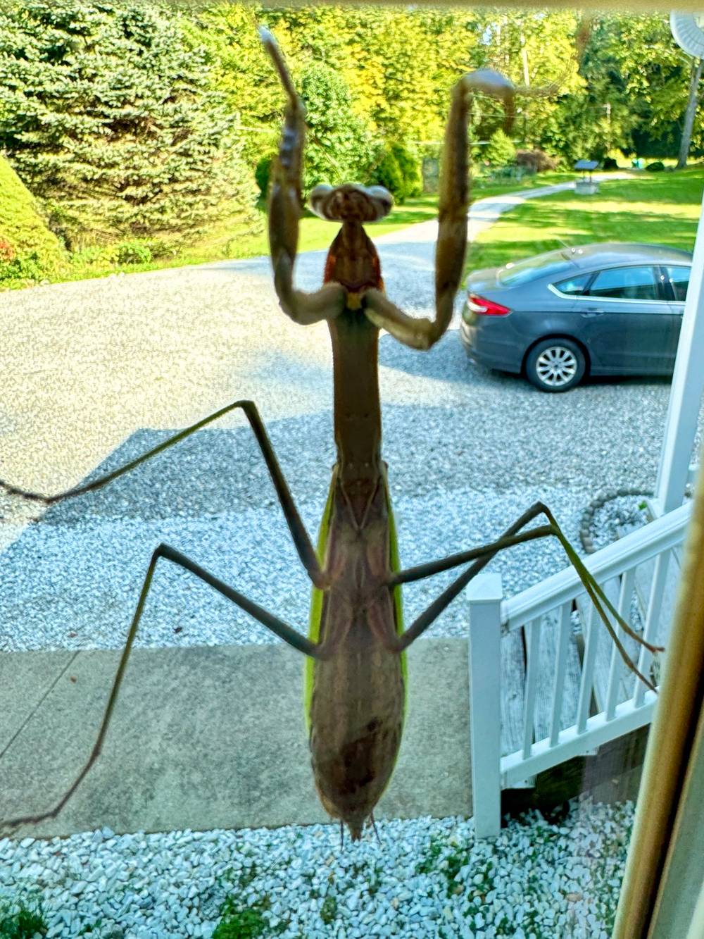 Pray or Prey, photo 1 of 1