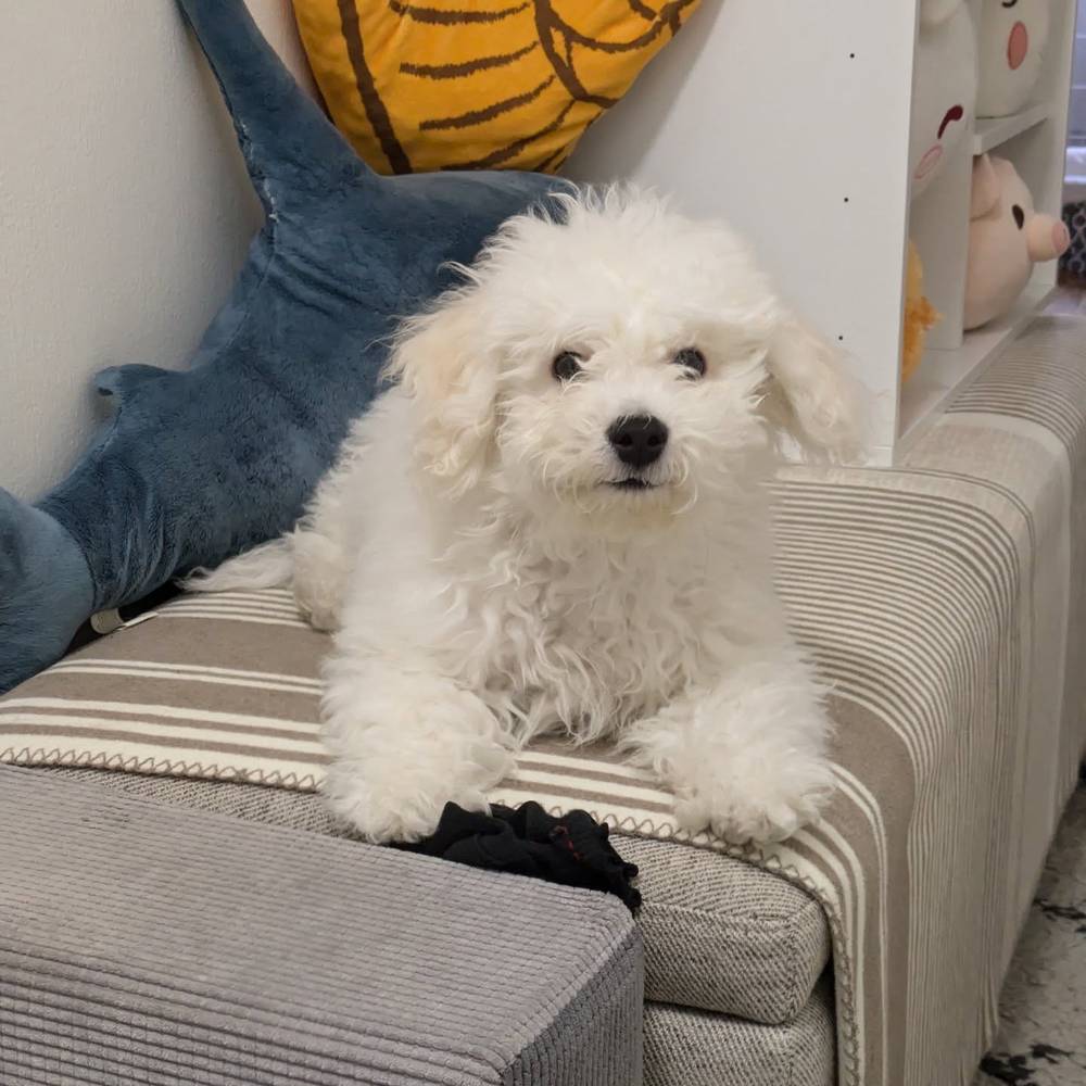 I learned how to climb up the stairs onto my brother's hallway bench!, photo 1 of 1