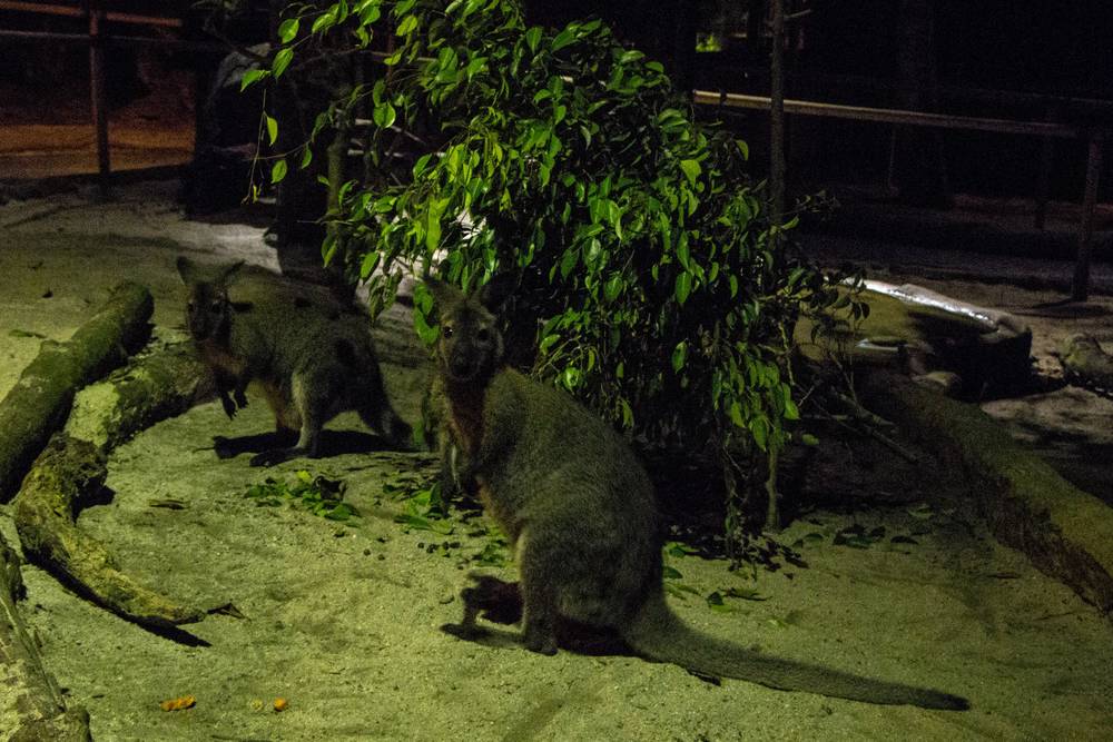 Two wallabies sit on sandy ground at night.