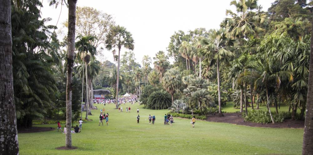A wide lawn lined with palms leads toward a crowd gathered at a bandshell.