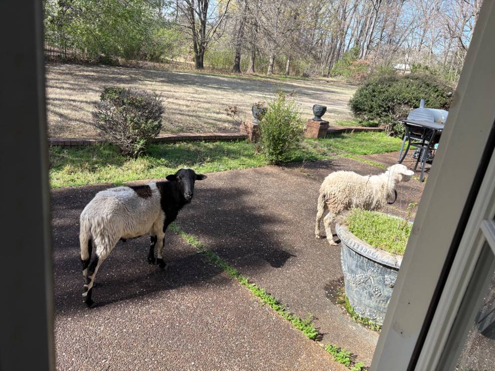 Sheep in the backyard