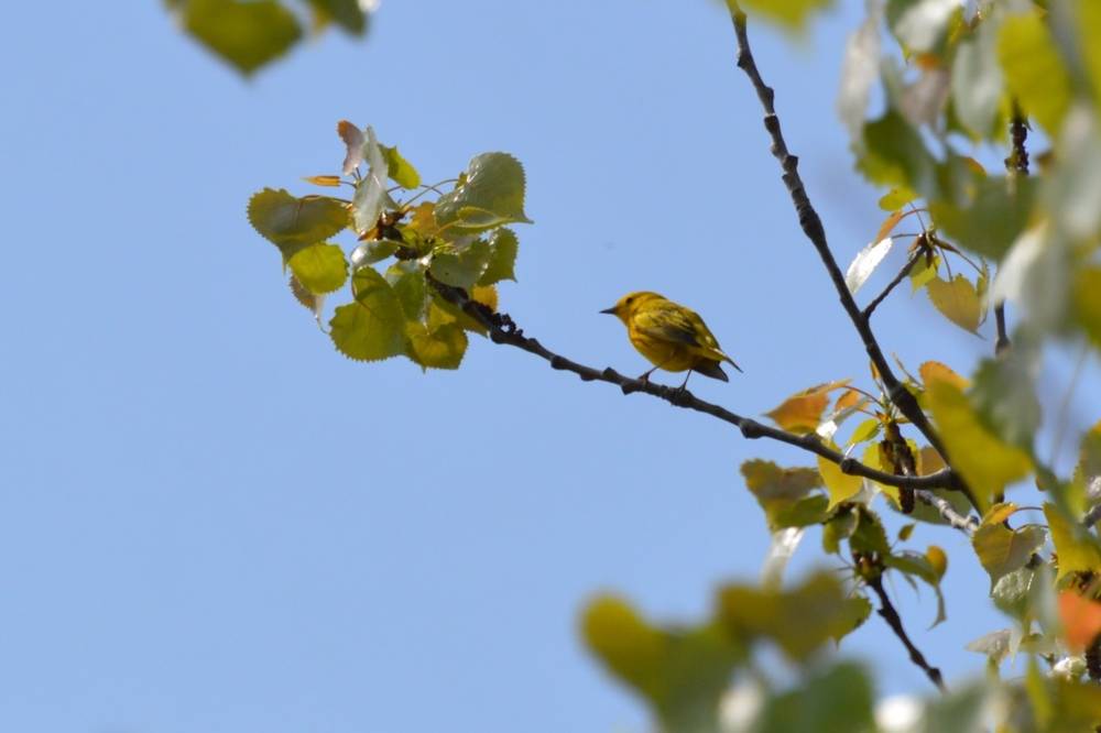 New Brunswick Birding Photos