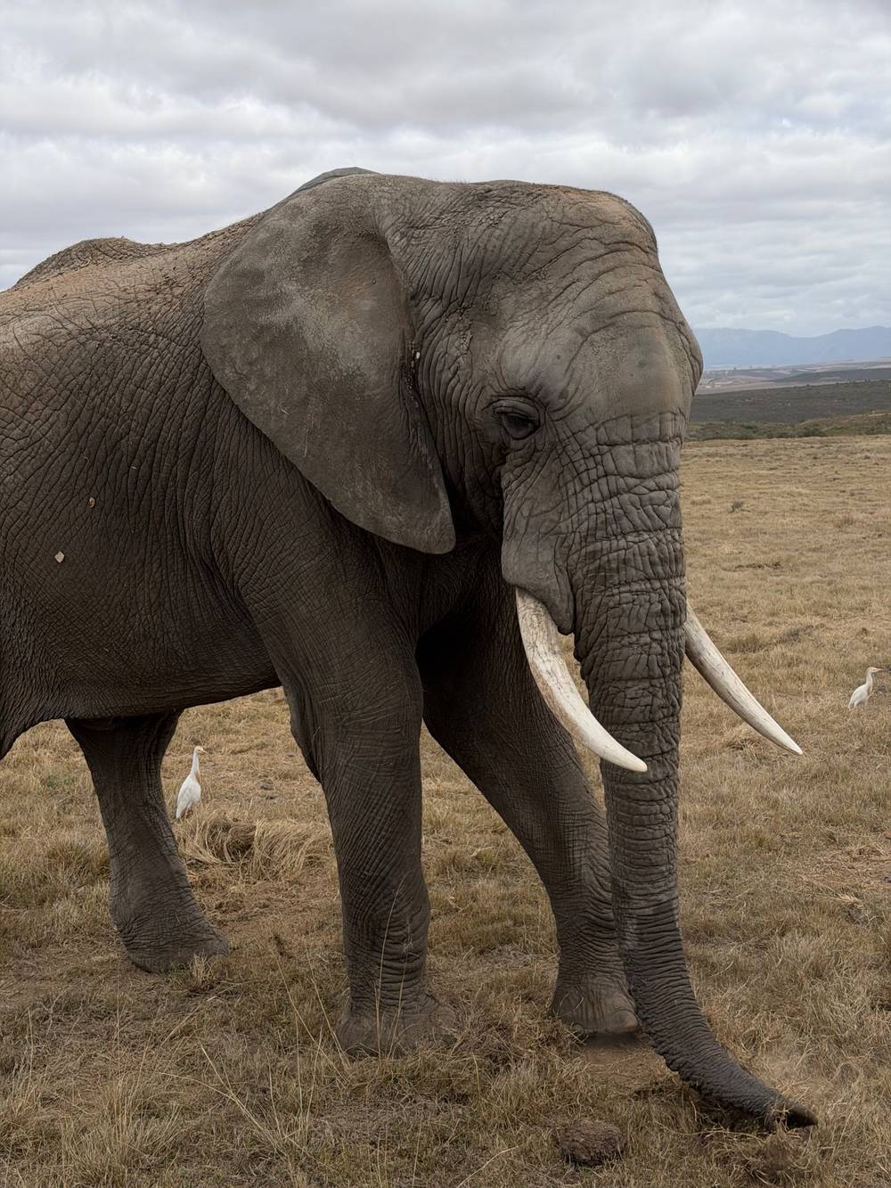 South Africa Safari