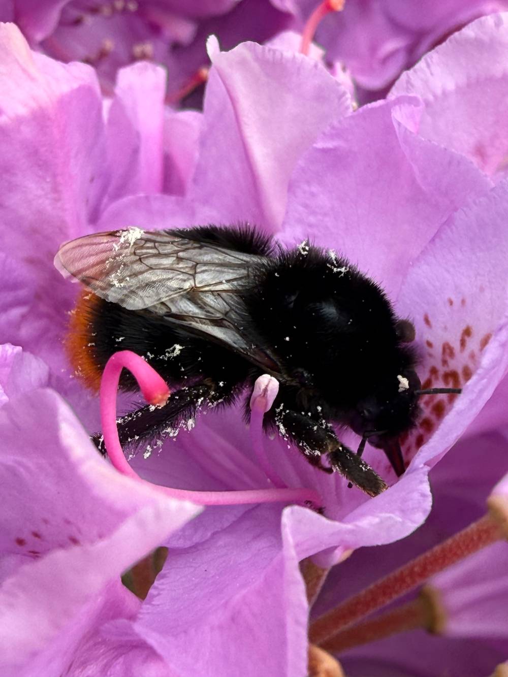 Bee