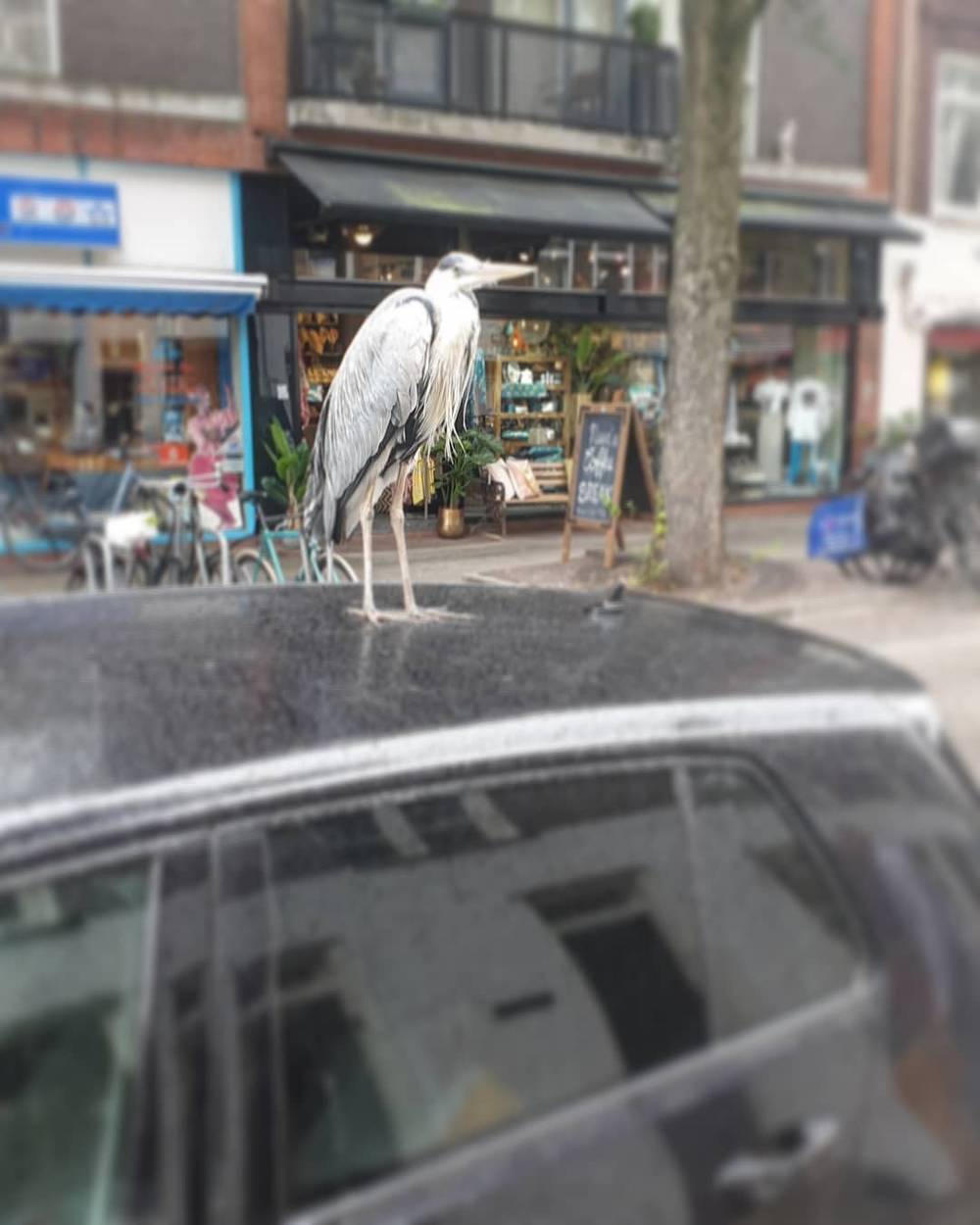 The infamous Amsterdam Car Roof Heron