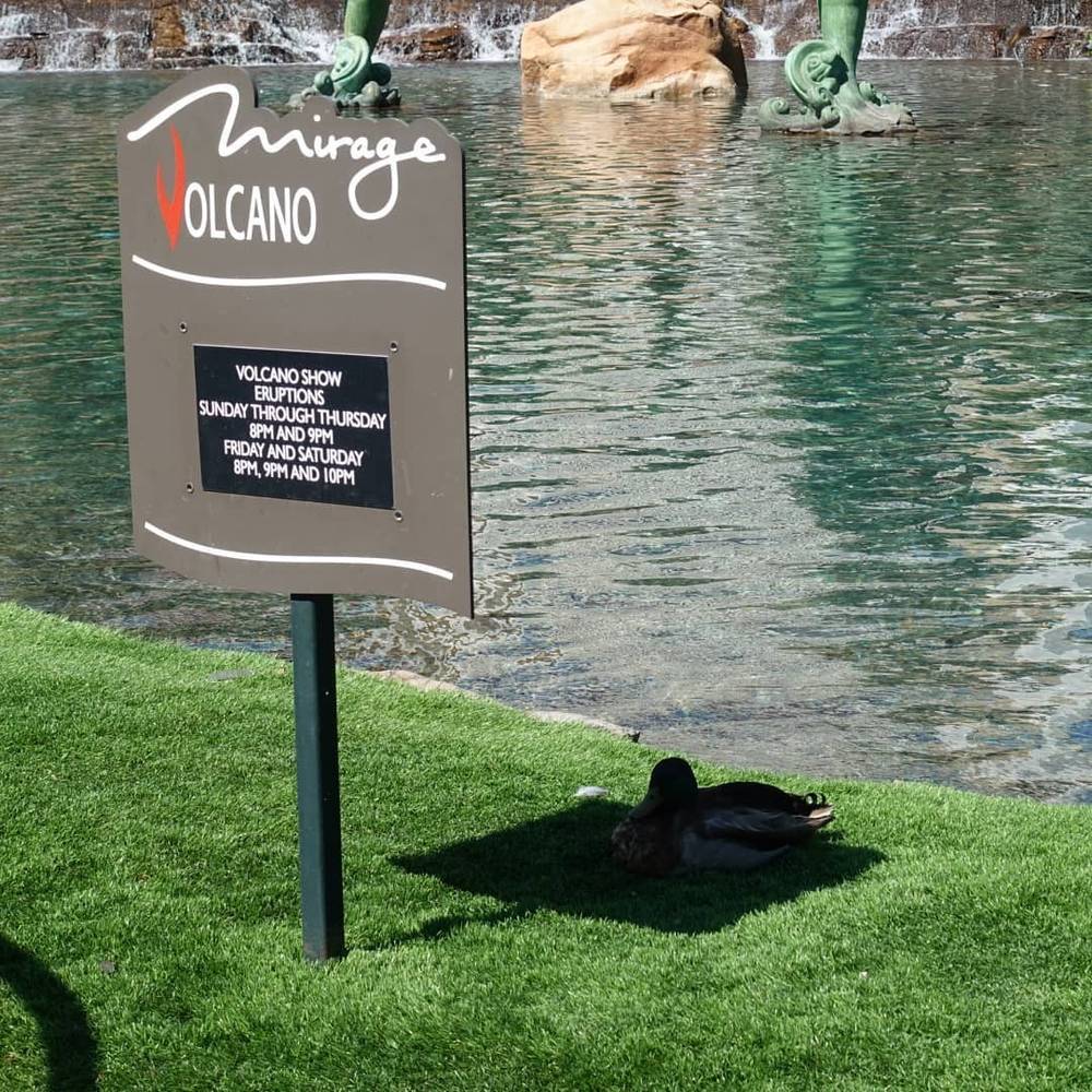 Smart duck 🦆⛱️☀️