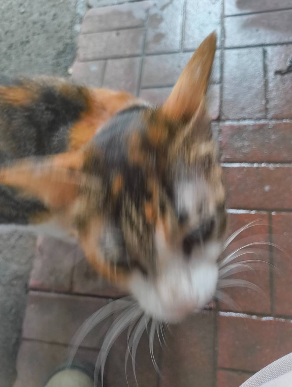 kitty standing near me 