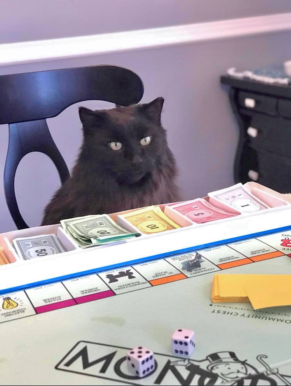 Black cat sitting in chair monitoring the money for game of Monopoly