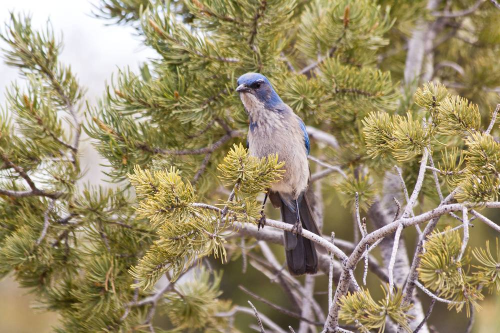 A blue and grey scrub jay perched among pine branches at the Grand Canyon.