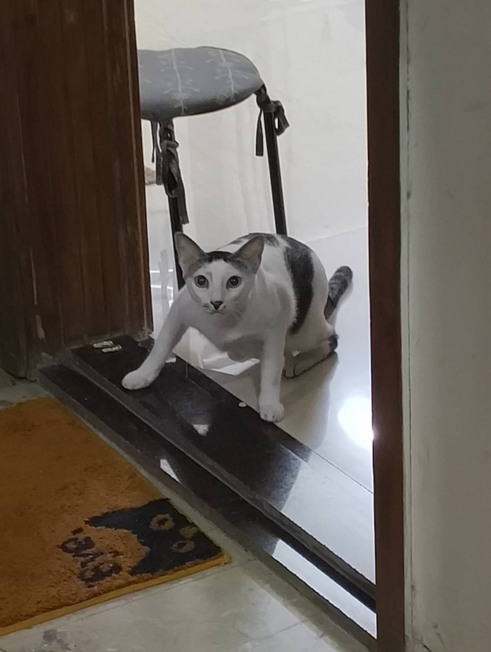 neighbor's cat