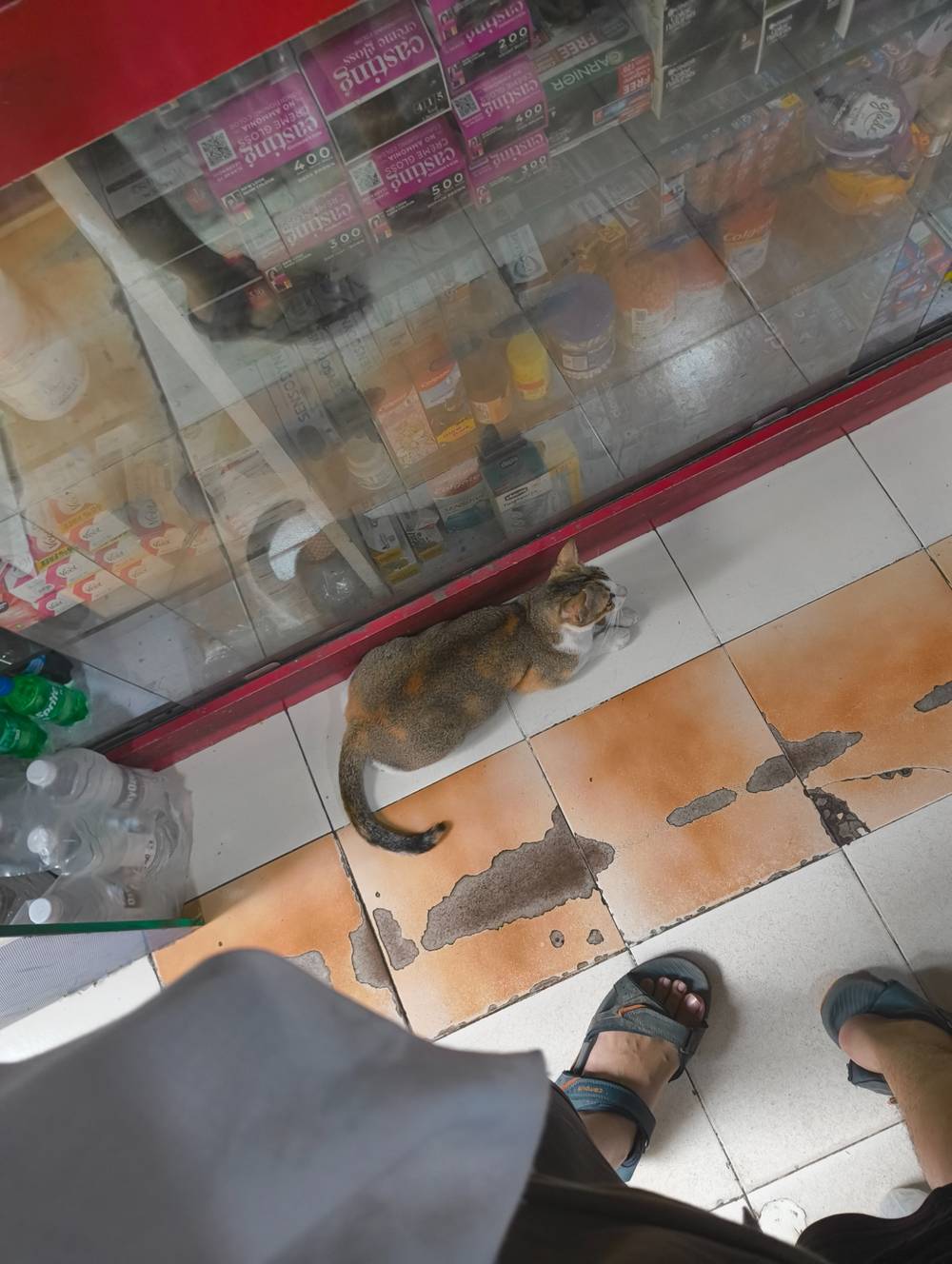 kitty sitting on floor without any care ignoring me 