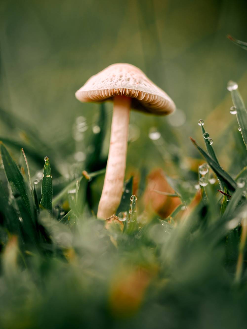 Shroom