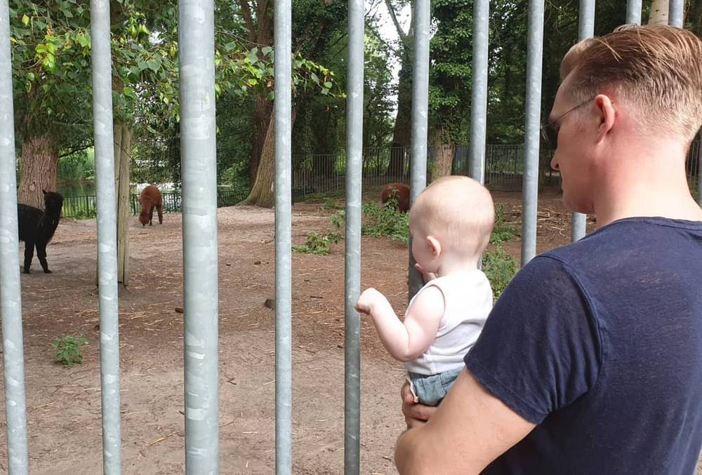 A man holds a baby up to look at alpacas through zoo enclosure bars.