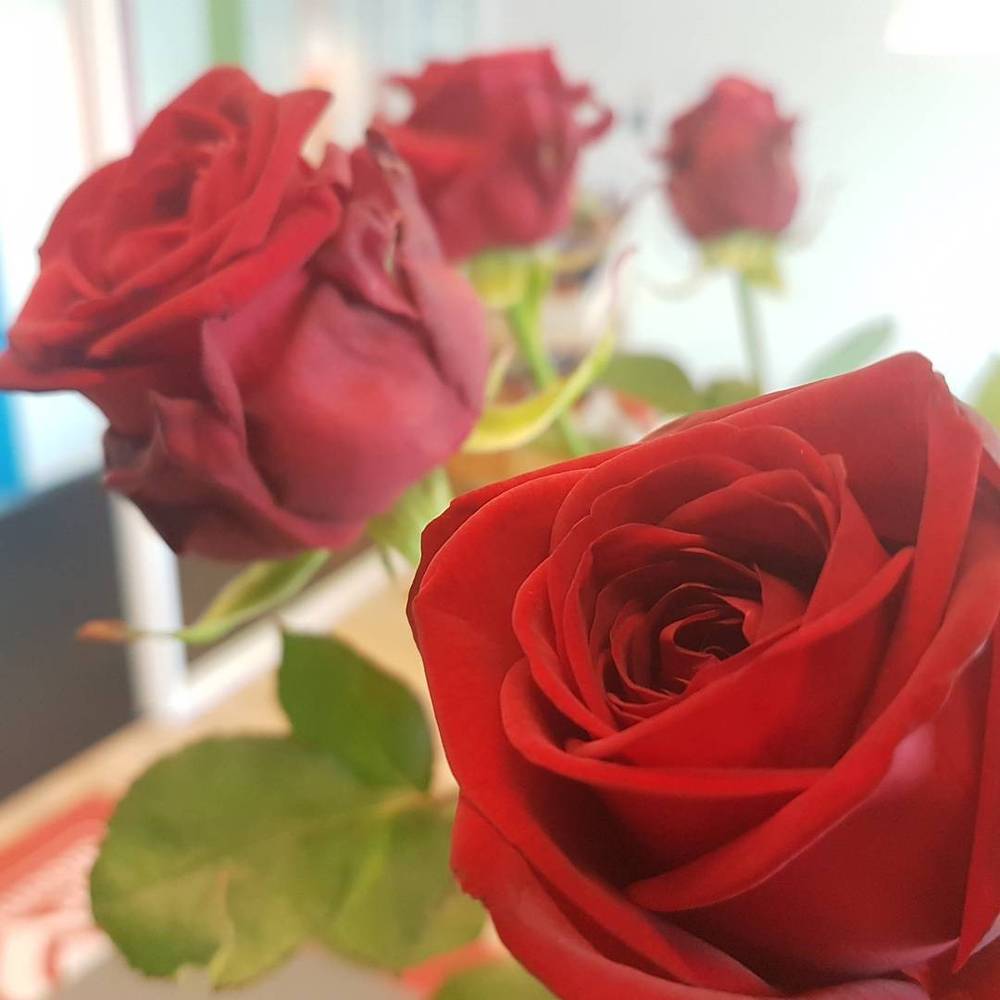 Close-up of red roses.