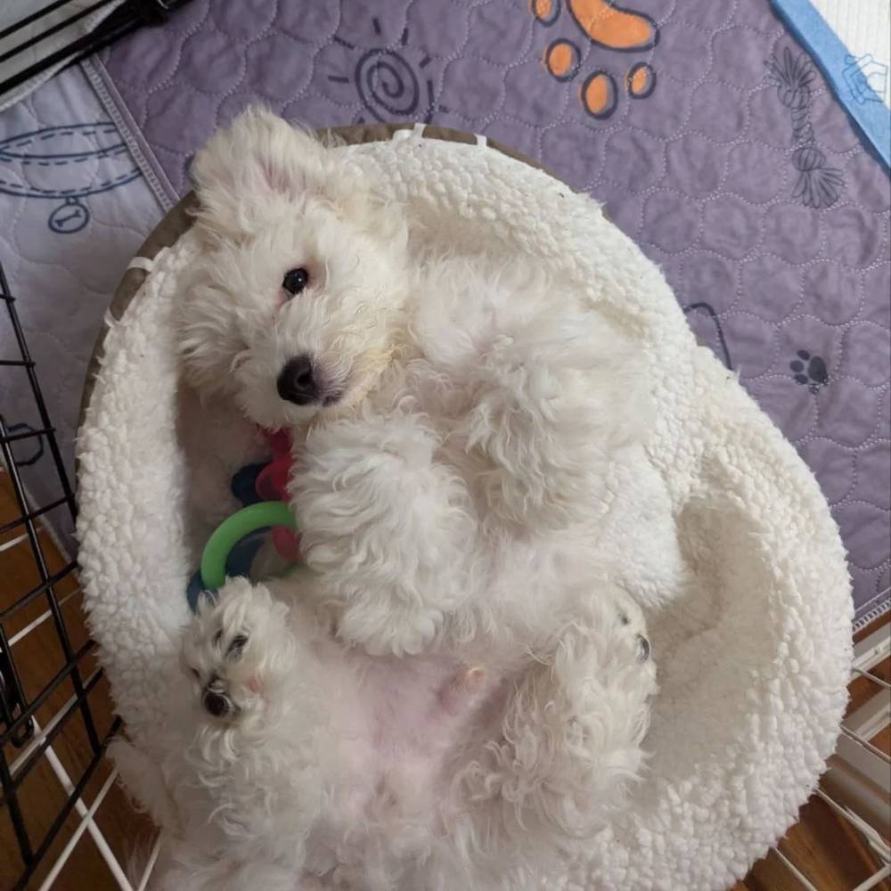 I'm starting to outgrow my bed!, photo 1 of 1