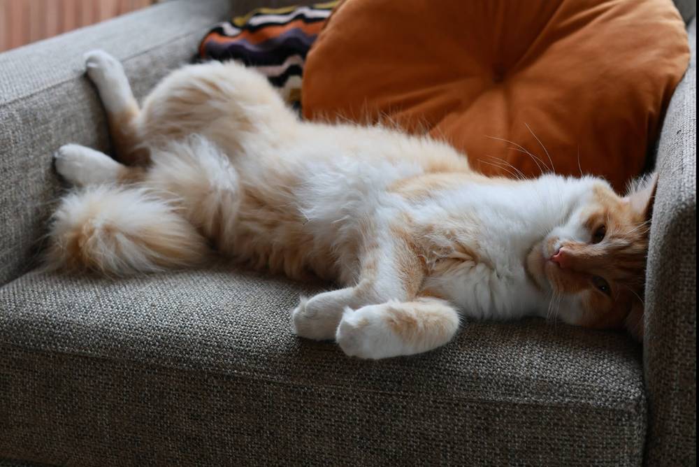 Guido's cat exposing fluffy belly
