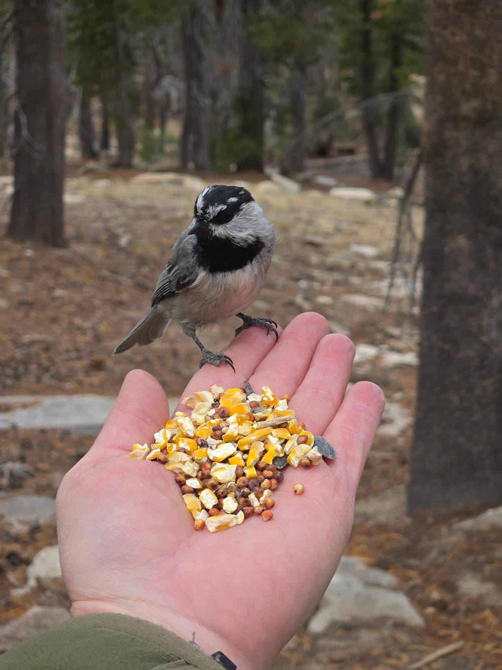 In the middle of the pine forest, an outstretched white hand with a long green sleeve covering the arm supports a small pile of bird seeds. A grey and white mountain chickadee perches on the end of the fingers inspecting the offering.