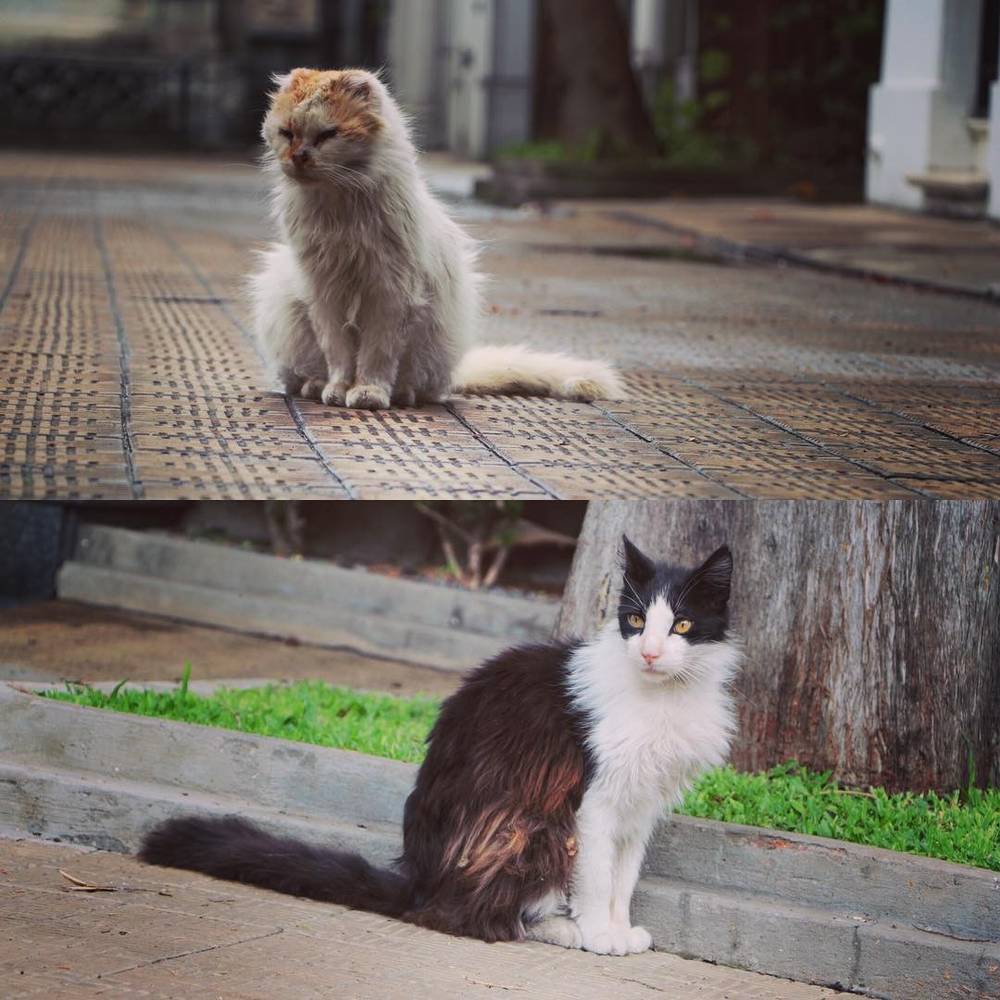 A collage of two street cats, one fluffy cream-colored and one black and white, sitting on pavement.
