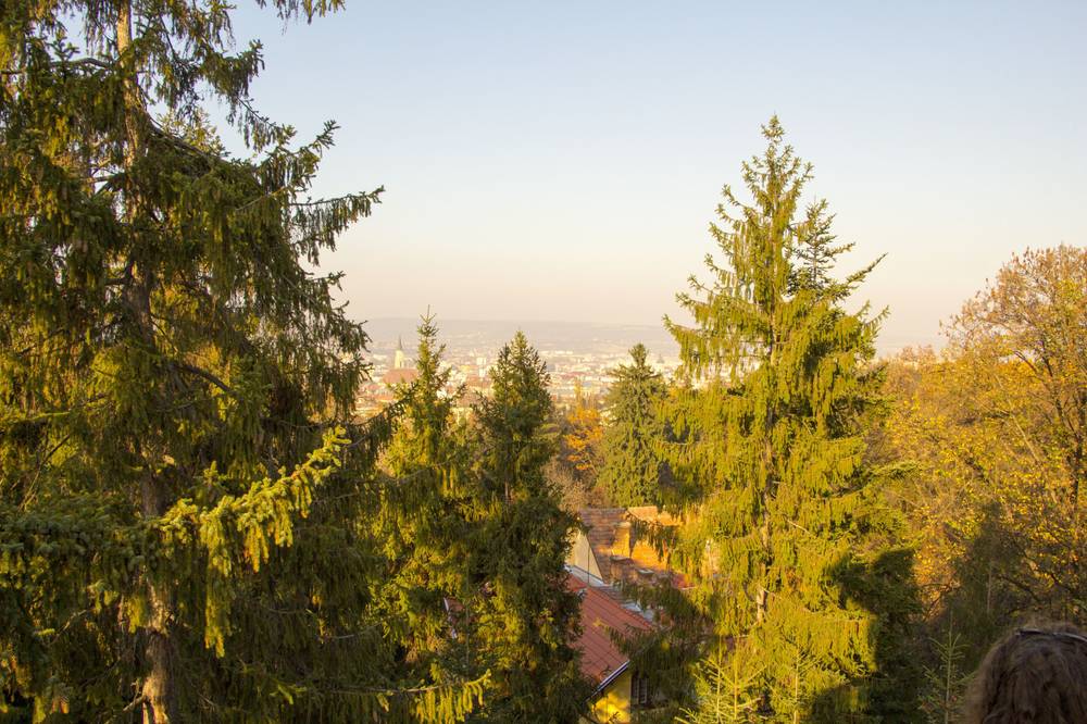 Pine and fir trees frame a hazy view over the city below.