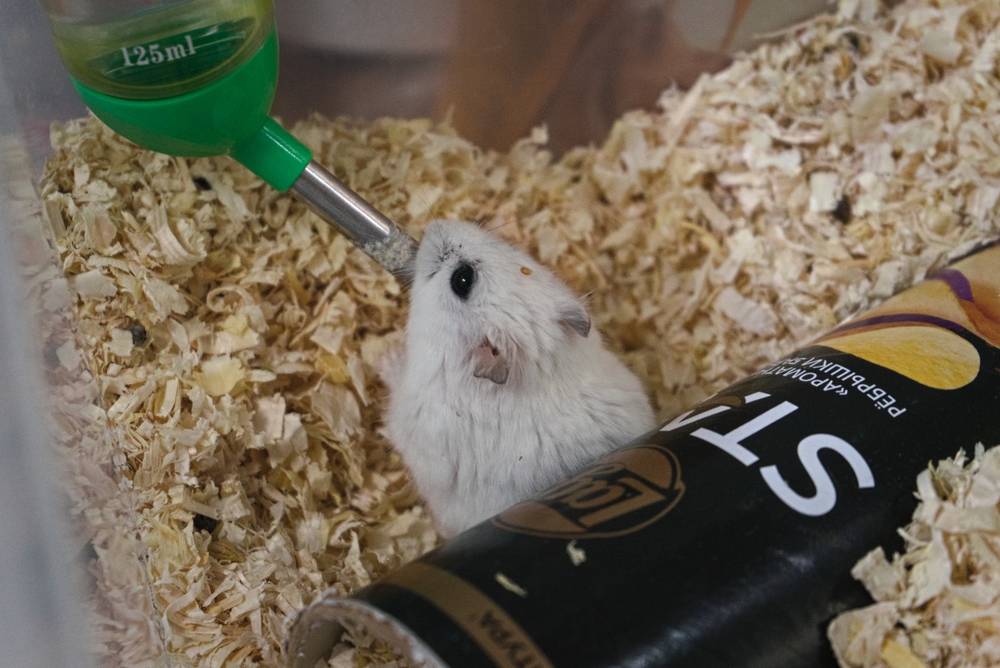 Hamster :)