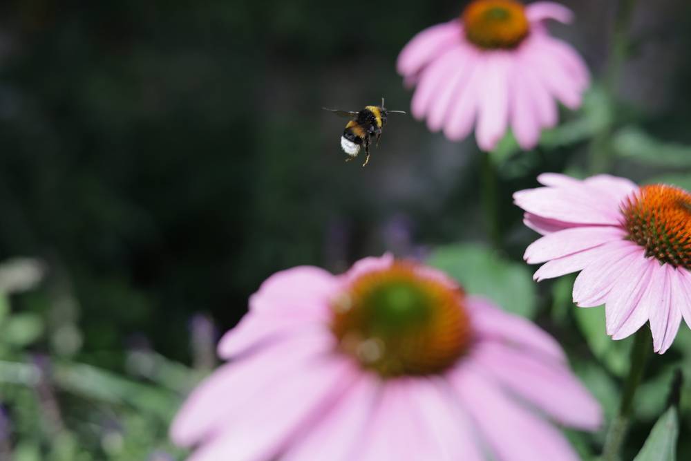 Going up! #bumblebee 🌸🐝