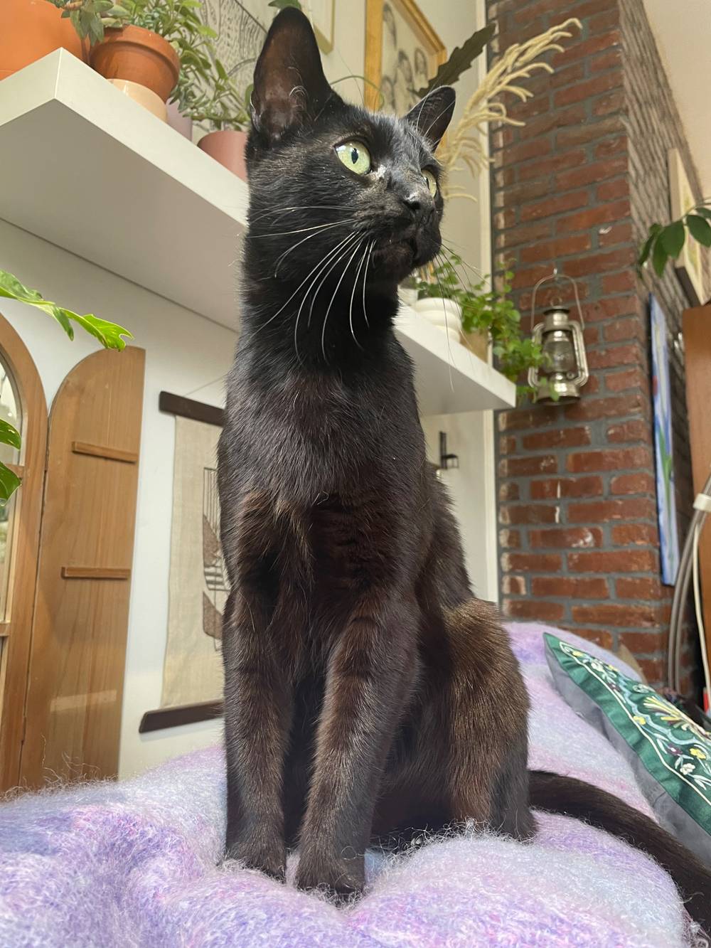 black cat standing tall and alert