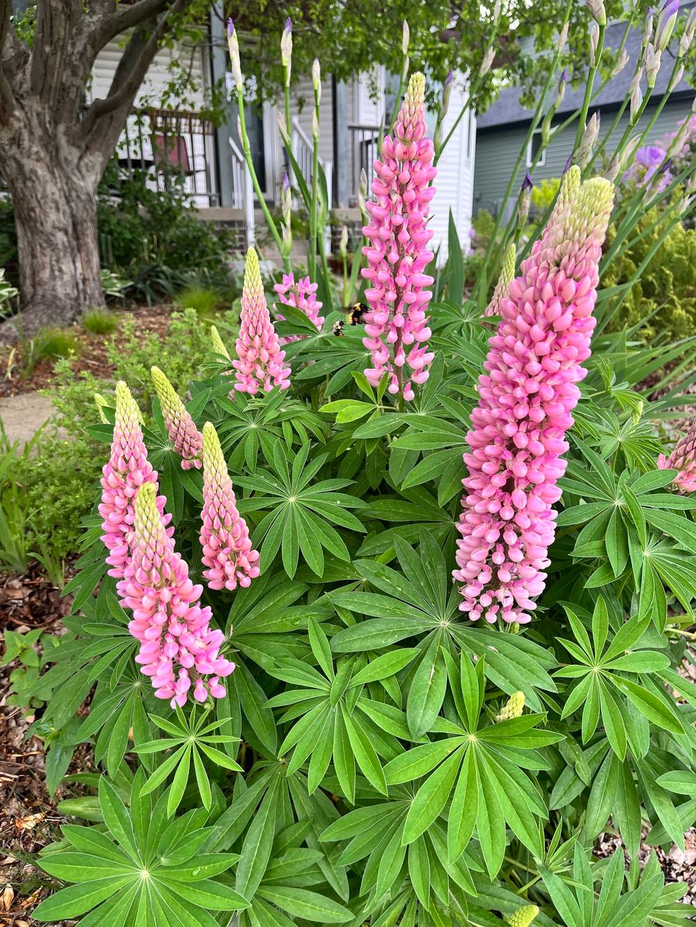 I’m kind of obsessed with how well the lupines turned out this year! 