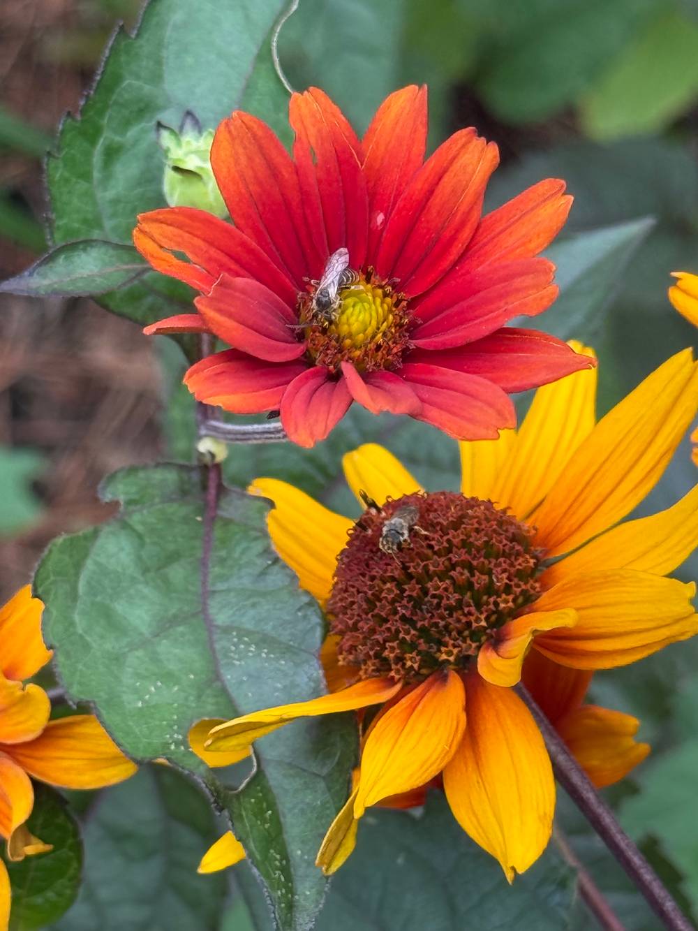 Native plant garden visitors