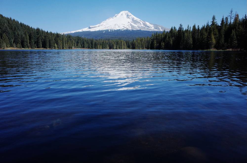 trillium