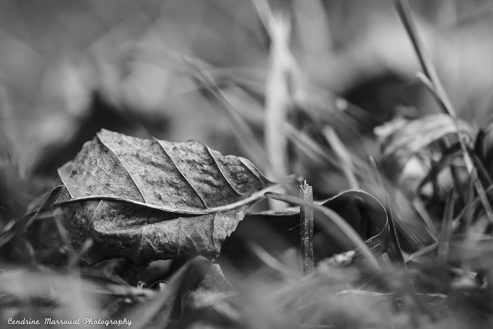 The poetry of leaves, April 2018