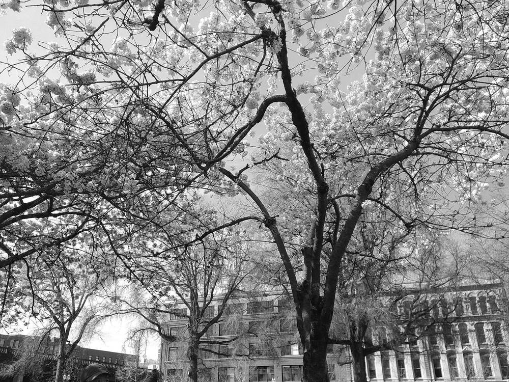 obstructing a famous portland landmark with cherry blossoms
