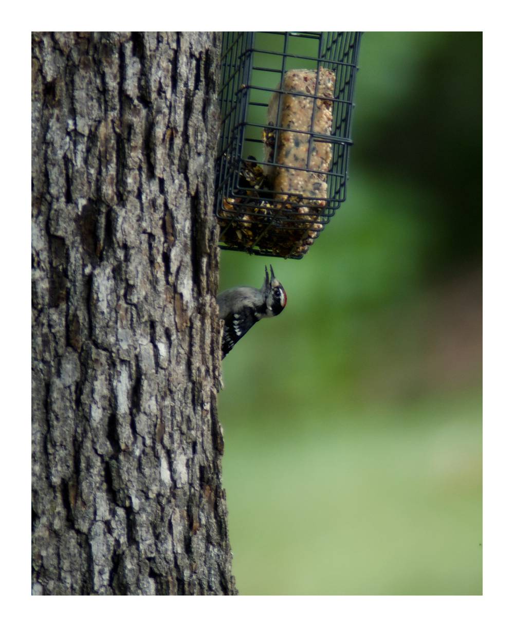 Downy Woodpecker 