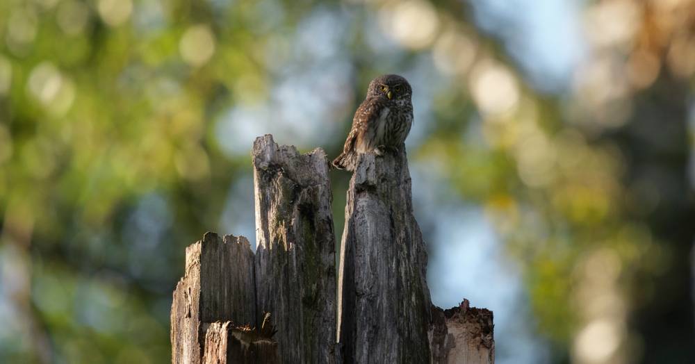 Eurasian pygmy owl (Glaucidium passerinum)