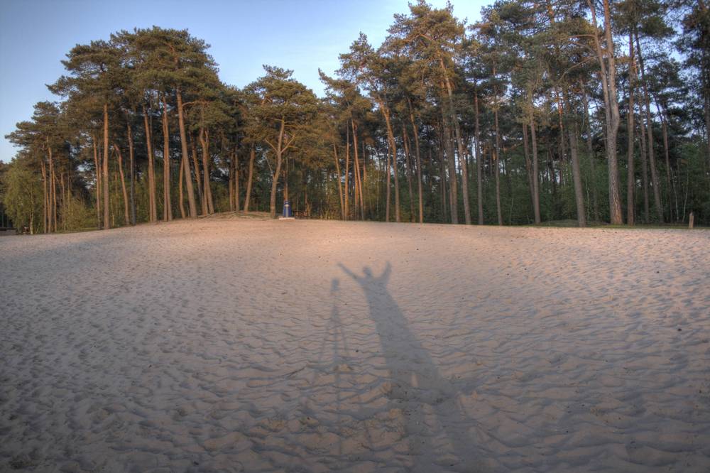 A long shadow of a person with raised arms stretches across a sandy clearing among pines.