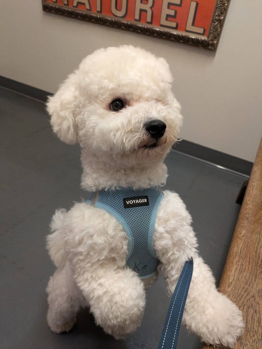 The doctor diagnosed me today as the biggest and strongest Bichon (7kg) 🤪 and I'm still growing!